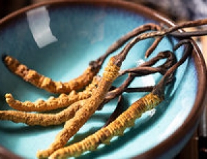 冬蟲(chóng)夏草有什么功效 冬蟲(chóng)夏草的功效與作用