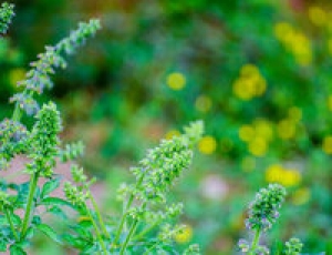 丹參的功效與作用 丹參對(duì)人體的好處