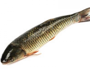腎結石可以吃魚嗎